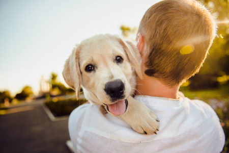 Locations vacances : Animaux acceptés